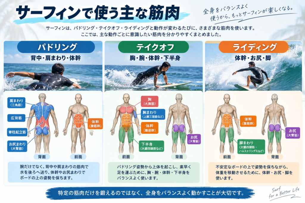 サーフィンのパドリング・テイクオフ・ライディングで使う主な筋肉の図解